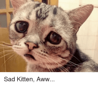 sad-kitten-aww-30286115
